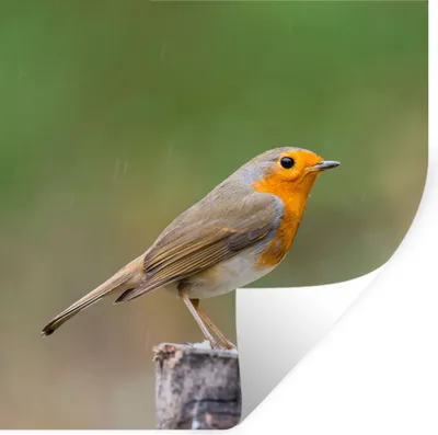 Produktbild von MuchoWow® Wandtattoo Wandsticker Wandaufkleber Tiere - Vogel - Rotkehlchen 80x80 cm Selbstklebend und Repositionierbar - Wierderverwendbar - Selbstklebend