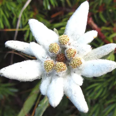 Obrázok produktu pre 6 x alpský edelweiss - Leontopodium alpinum | kvetináč 9cm x 9cm