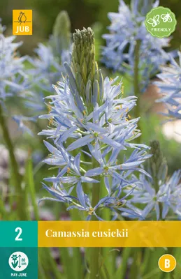 Artikelbild 1 von 'Camassia Cusickii (2 Stück)' aus der Kategorie Blumenzwiebeln