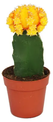 Immagine prodotto di Gymnocalycium mihanovichii - fragola cactus - arancione - vaso 8,5 cm