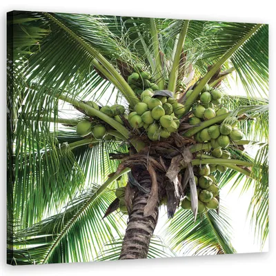 Produktbild von Leinwandbild Kokospalme 50x50 Feeby Grün bild für die wand bereit zum aufhängen