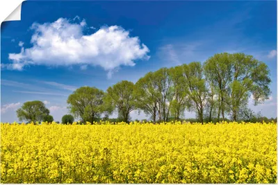Produktbild von ARTland Poster Rapsfeld im Frühling Größe: 90x60 cm