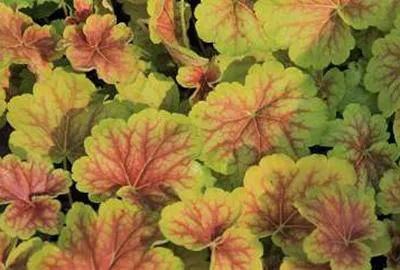 Produktbild von 6 x  Heuchera hybr. 'Delta Dawn' - Purpurglöckchen - Topf 9 x 9 cm