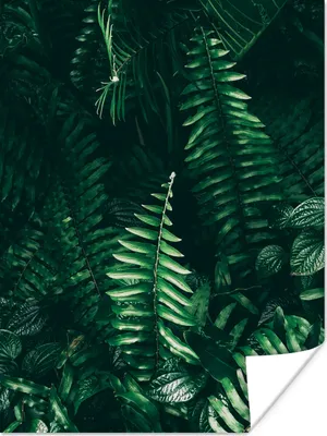 Produktbild von MuchoWow® Poster Blätter - Dschungel - Natur - Tropisch - Pflanzen 120x160 cm - Wandbilder