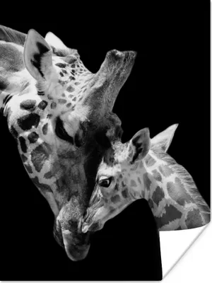 Produktbild von MuchoWow® Poster Giraffe - Wildtiere - Porträt - Schwarz-Weiß 120x160 cm - Wandbilder