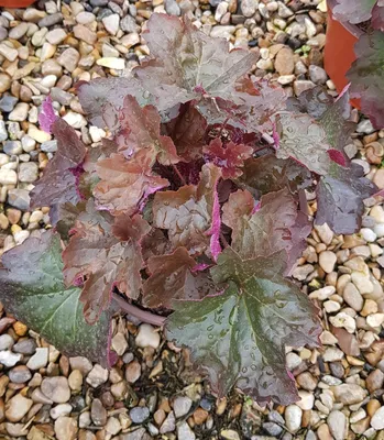 Image de Heuchera micrantha 'Palace Purple' / Heuchère pourpre