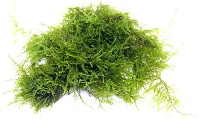 Produktbild von Triangelmoos - Vesicularia spec.