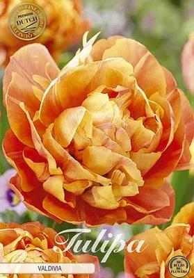 Image de Tulipe Valdivia (7 bulbes) | Bulbes de tulipes de Sam van Schooten