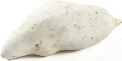 Produktbild von Baobab weiß ca. 9-12cm