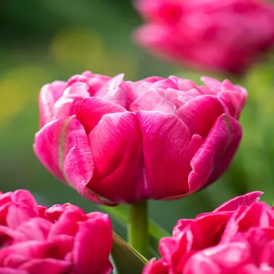 Zdjęcie produktu dla Tulipan Pełny Aveyron 5 szt. Tulipany Cebulki Tulipanów Cebule