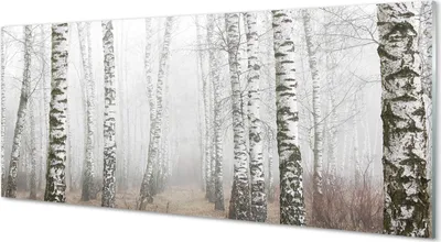 Produktbild von Glasbilder 125x50 Wandkunst Nebel Birke