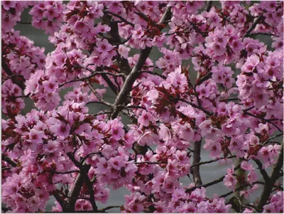 Produktbild von ARTland Wandbild Alu für Innen & Outdoor Japanische Zierkirschen Blüte Größe: 40x30 cm