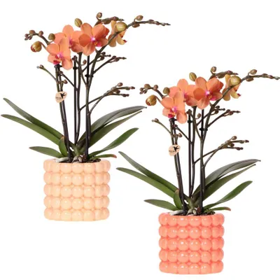 Immagine prodotto di Set di piante Poppy Orange Orchids: 2 orchidee Bolzano arancioni Ø9cm in