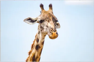 Produktbild von Wallario Wandbild Nahaufnahme einer Giraffe, Größe: 61 x 91,5 cm, Poster mit rahmenlosen Bildhalter