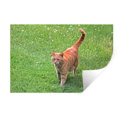 Produktbild von MuchoWow® Wandtattoo Wandsticker Wandaufkleber Katze - Rot - Katze - Mädchen - Kinder - Jungen - Kind 90x60 cm Selbstklebend und Repositionierbar - Aufkleber