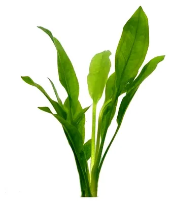 Produktbild von Echinodorus Amazonicus - Aquarienpflanze
