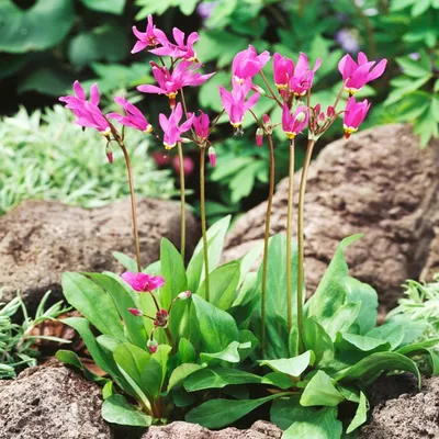 Immagine prodotto di Dodecatheon Pulchellum Red Wings Bożykwiat 1 pz. Piantina piantine