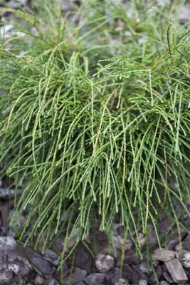 Produktbild von Thuja plicata 'Whipcord', Zierkonifere, kompakt, 20–25 cm