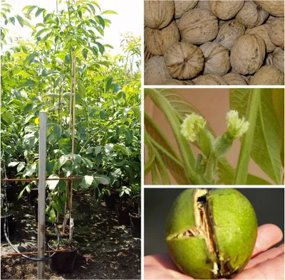 A collage of images showing a young walnut tree, a pile of walnuts, a close-up of walnut flowers, and a green walnut in its husk.