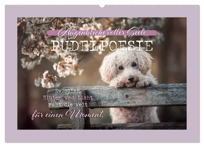 Produktbild von Pudelpoesie - Augenblicke voller Seele (Wandkalender 2027 DIN A2 quer), CALVENDO Monatskalender