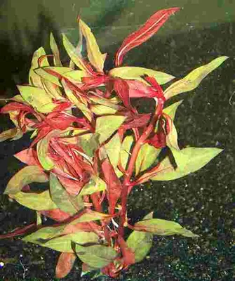 Produktbild von Mühlan - Rote Ludwigie / Ludwigia repens RUBIN - prachtvolle Pflanze