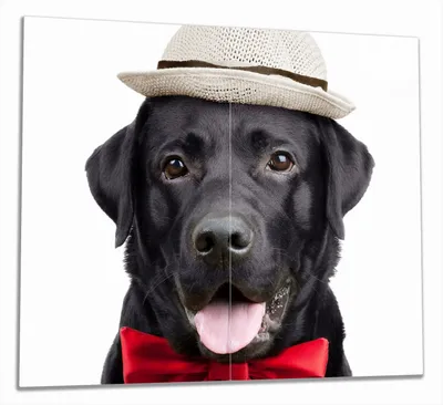 Produktbild von Wallario Herdabdeckplatte aus Glas, Größe 60 x 52 cm 2-teilig, Motiv Schwarzer Labrador Retriever mit roter Fliege und Mütze