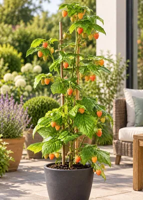 Produktbild von Himbeere ‘Valentina’ gelb | Rubus idaeus | Sommerhimbeere Strauch 50–70 cm im Topf | gelbe Beerenpflanze winterhart