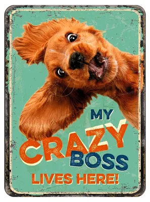Produktbild von Flamingo Magnet "My Crazy Boss live here!"