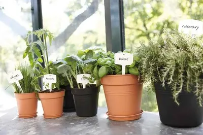 Produktbild von elho green basics Untersetzer 34cm - lebhaft schwarz