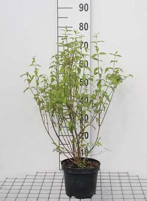 Obrázok produktu pre Philadelphus 'Lemoinei' - voňavý jazmín, pipevine 50- 60 cm - kontajner