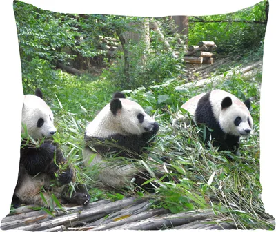 Produktbild von MuchoWow® Zierkissen Sofakissen Wohnzimmer Dekokissen 45x45 cm Panda - Natur - Bambus - Schlafpolster - Polster für das Sofa