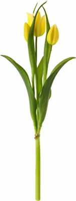 Produktbild von Exner Tulpenbund gelb 40cm
