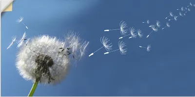 Produktbild von ARTland Wandbild, selbstklebend Pusteblume Größe: 60x30 cm