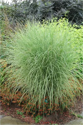 Produktbild von Stauden Gänge 1 x Miscanthus sinensis 'Morning Light' im 1 Liter Topf - Buntes Chinaschilf - Leichtigkeit und Glanz für Ihre Gartenlandschaft
