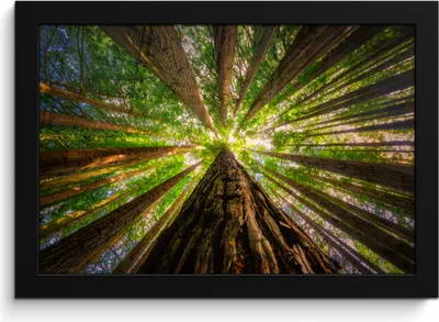 Produktbild von MuchoWow® MuchoWow® Gerahmtes Poster Wald - Baum - Holz 30x20 cm - Poster mit zchwarzem Bilderrahmen - Kunstdruck - Bild-Poster