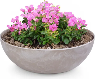 Produktbild von Pflanzschale für draußen Dekoschalen rund sand beige 45 cm
