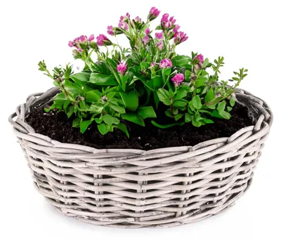 Produktbild von Rattan Pflanzkübel als runder Pflanztopf in 45 x 14 cm