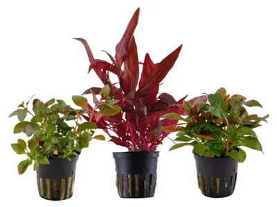 Produktbild von Pflanzen Set mit 3 schönen roten Topf Aquarium Wasserpflanzen AquaOne Nr.102