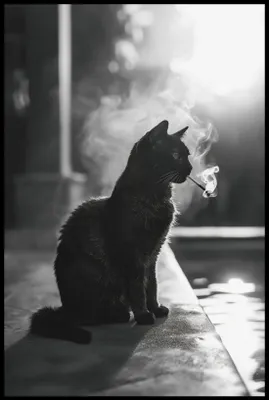 Produktbild von Plakat 61x91,5cm Katzenpause