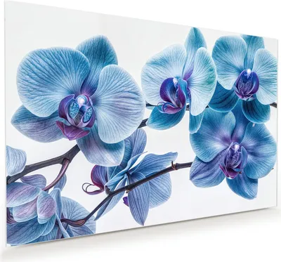 Produktbild von Glasbild 45x30cm in XXL für Wohnzimmer, Schlafzimmer Motiv Blaue Orchideen Blüte