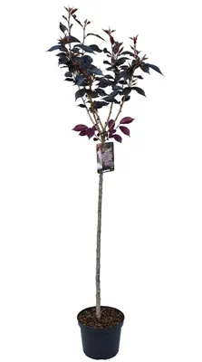 Produktbild von Prunus serrulata ‘Royal Burgundy’ – Japanische Nelkenkirsche Stämmchen – 180–190 cm Gesamthöhe – rotlaubige Zierkirsche