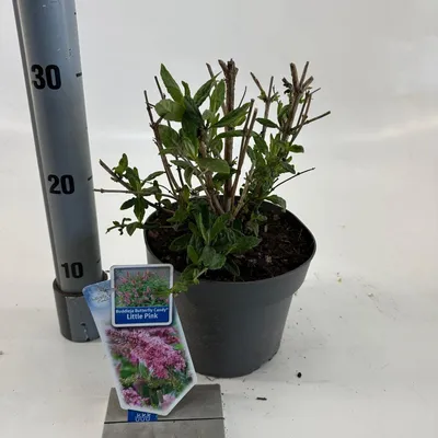 Immagine prodotto di Buddleja dav. Butterfly Candy® Little Pink - Buddleia | 30-35 cm in vaso