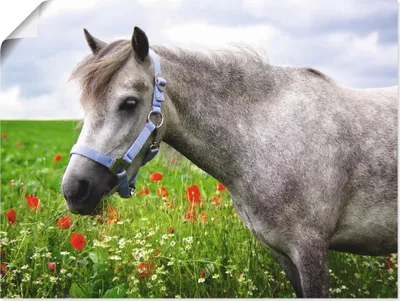 Produktbild von ARTland Poster Welshpony Größe: 60x45 cm