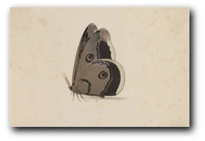 Immagine prodotto di Stampa artistica "Una farfalla" di Pieter Holsteyn (I) – 40 x 60 cm – non incorniciata