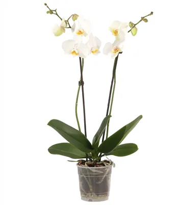 Produktbild von Dehner Schmetterlingsorchidee, zweitriebig, weiße Blüten, ca. 50-60 cm, Ø Topf 12 cm, Zimmerpflanze