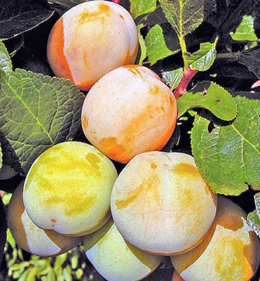 Produktbild von Reneklodebaum ´ONTARIO´ Unterlage Myrobalan, wurzelnackt