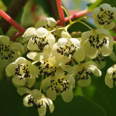 A close-up view of several small, white flowers with black centers, growing on red stems.