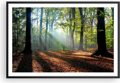 Produktbild von Gerahmtes Poster - Schwarzer Rahmen - Wald Blätter Sonne - 91,5x61 cm - Wand Bild - Wanddeko - Wandbilder - Kunstposter - Wandposter - Bilderrahmen - Bilder - Kunstdruck - Wandbild - P2BAA91x61-0136