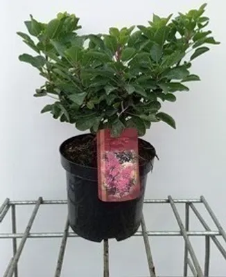 Image de Cotinus cogg. 'Smokey Joe'® ( 'lisjo'®) - Cotylédone rouge en conteneur 25- 30 cm