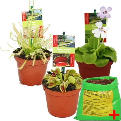 Zdjęcie produktu dla Zestaw startowy roslin miesozernych - 3 rosliny + ziemia - ziemia dla roslin miesozernych
